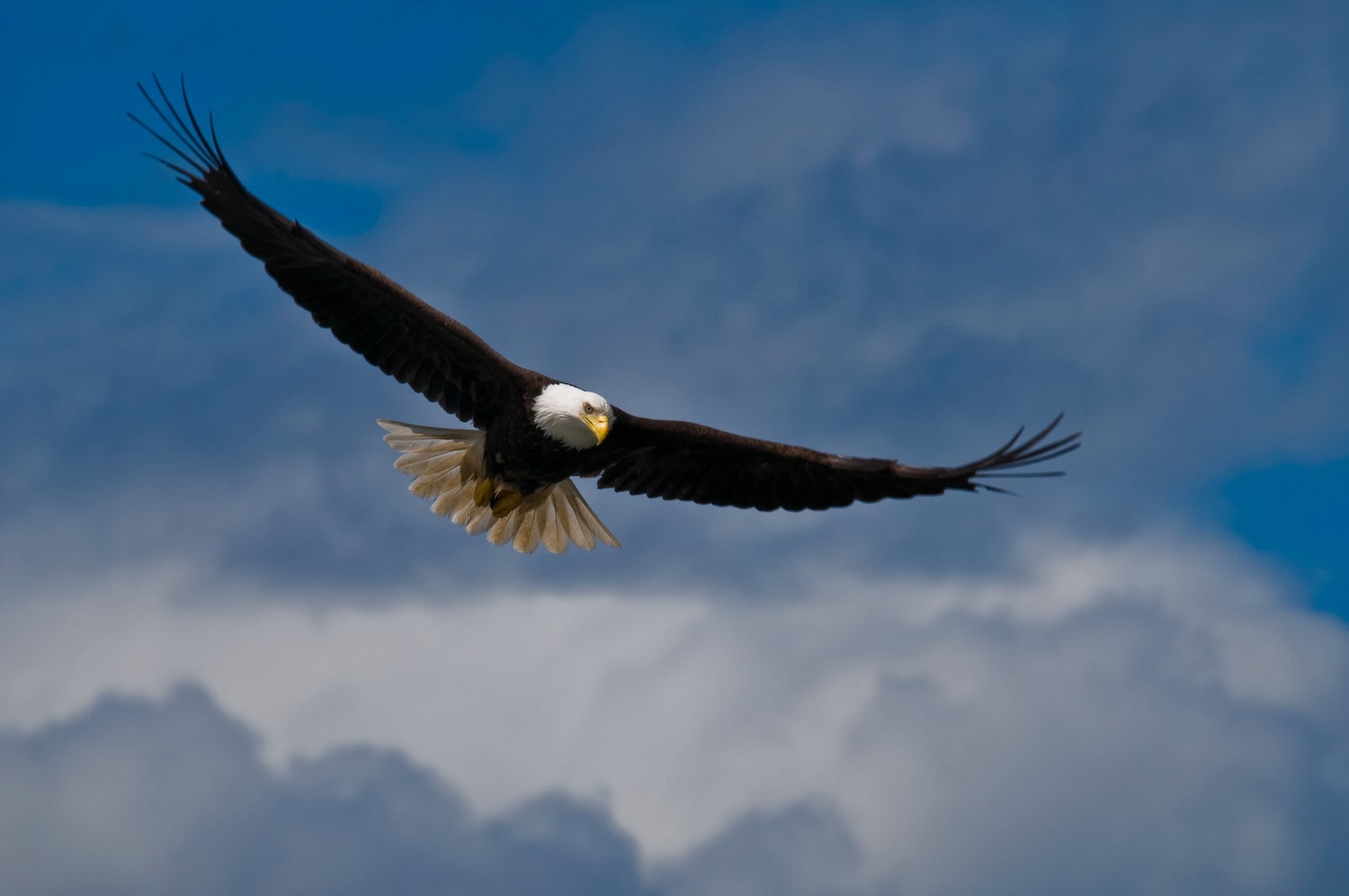 bald eagle flying in sky